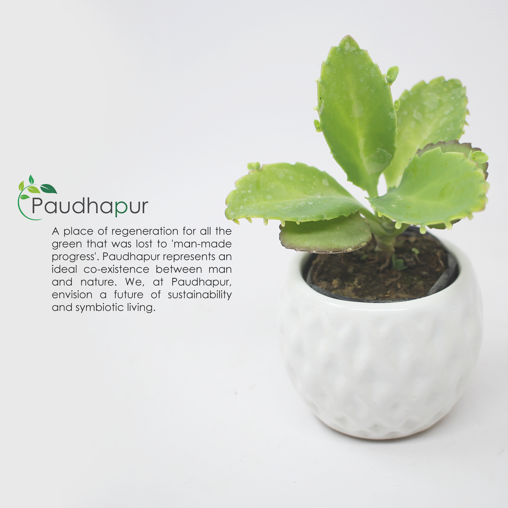 8 White Pineapple Succulent Ball Ceramic Pot