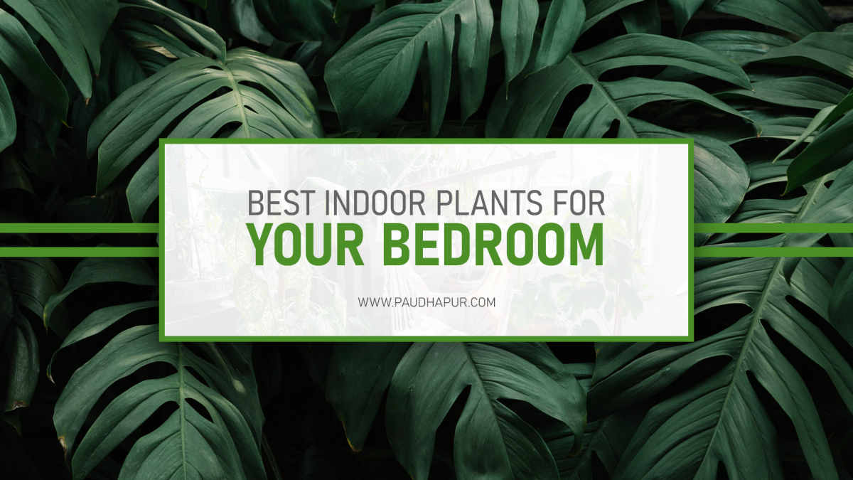 Best Plants to Give A New Dimension To Your Bedroom!