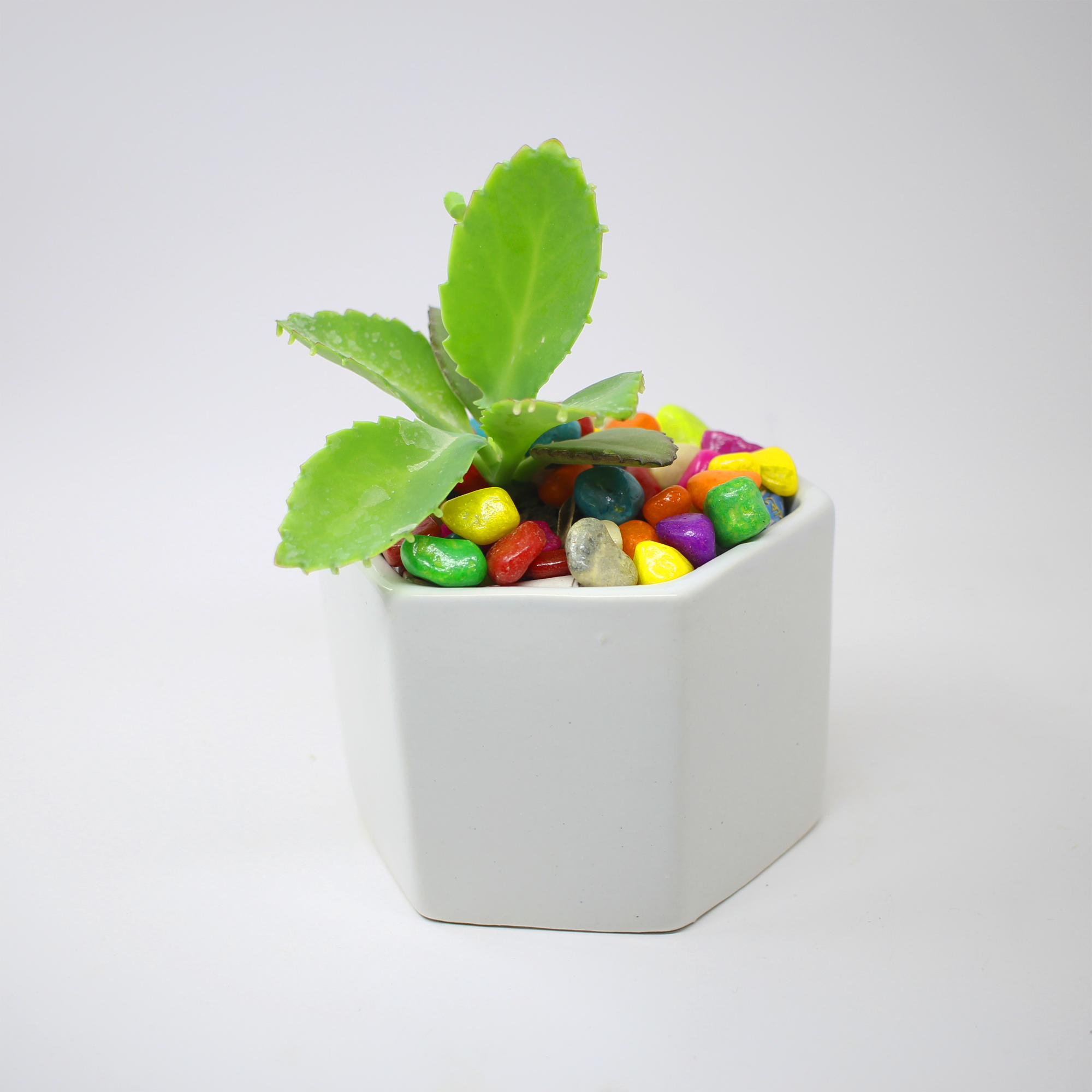 White Hexagon Ceramic Pot