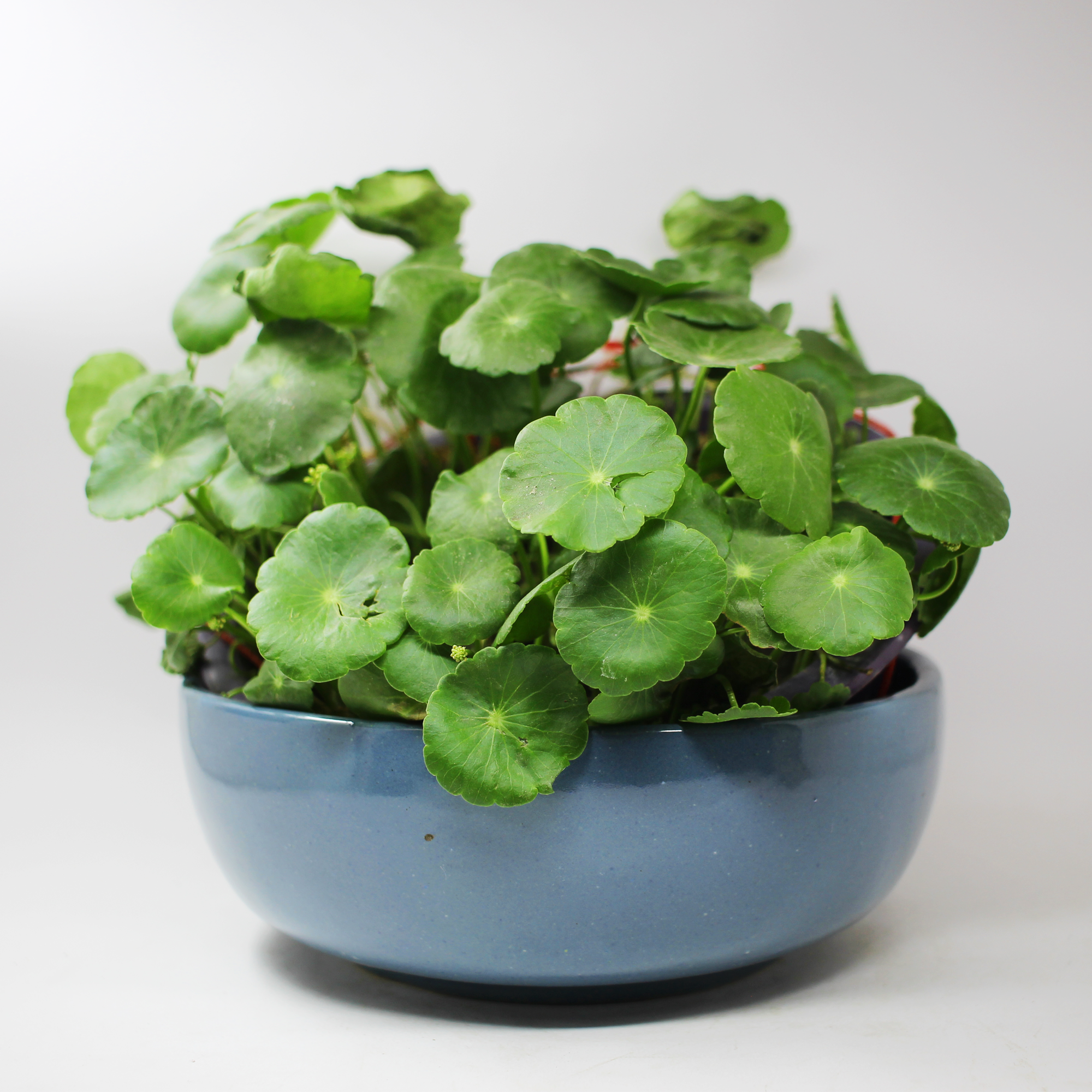 Bonsai Bowl Ceramic Planter