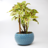 Small Dot Ceramic Bowl Planter