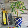 1 Moroccan Rose Ceramic Pot