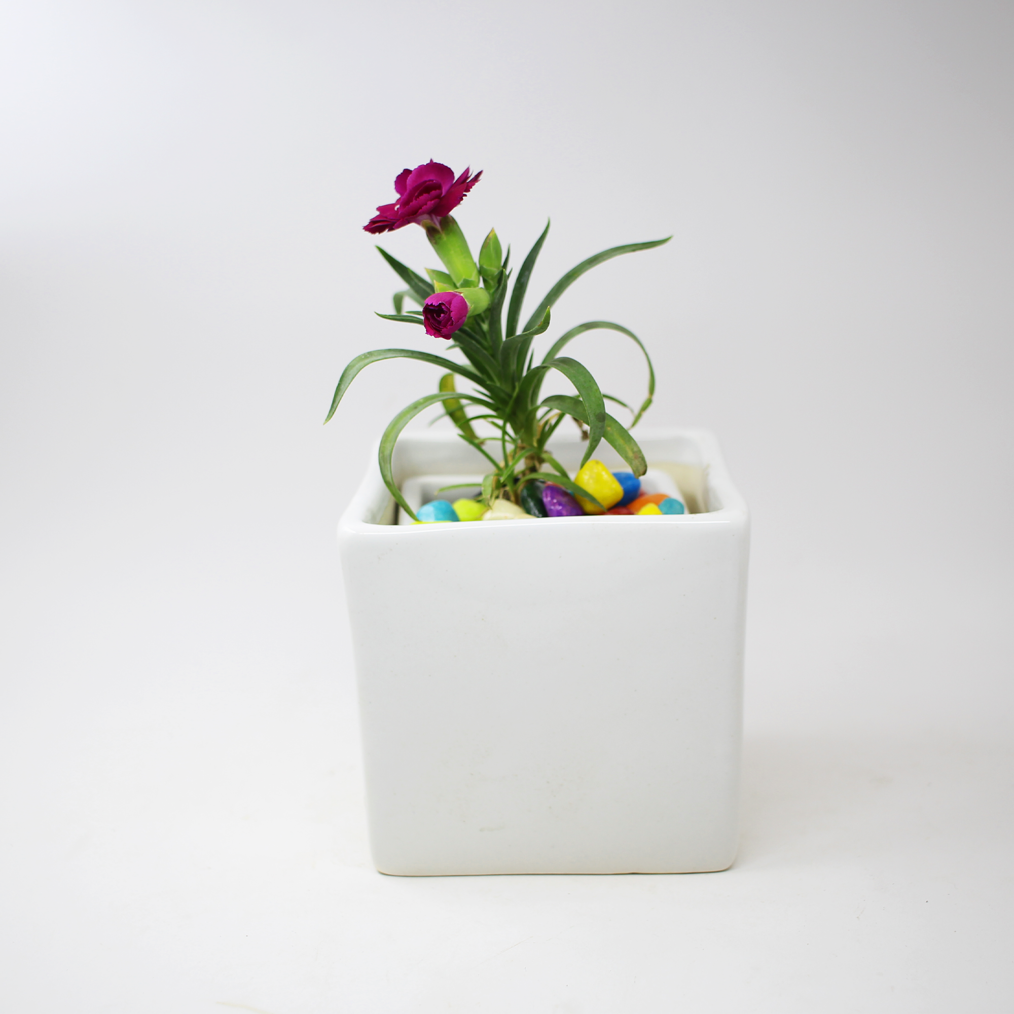 1 (6) White Square Medium Ceramic Planter