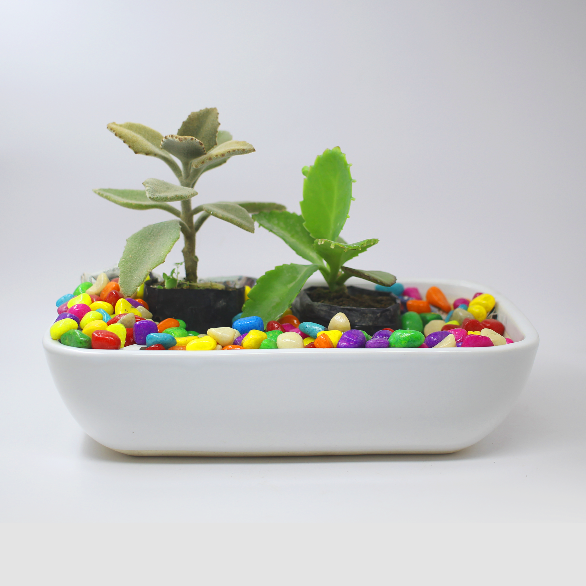 Ceramic Bonsai Large Tray Pot