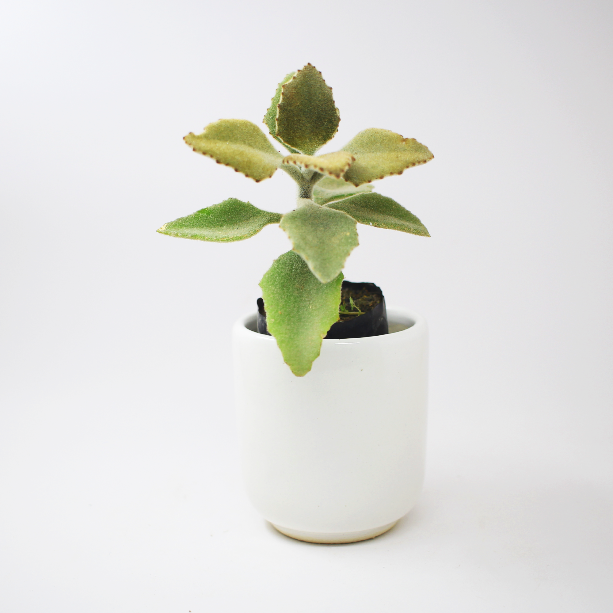 White Japanese Ceremonial Ceramic Planter