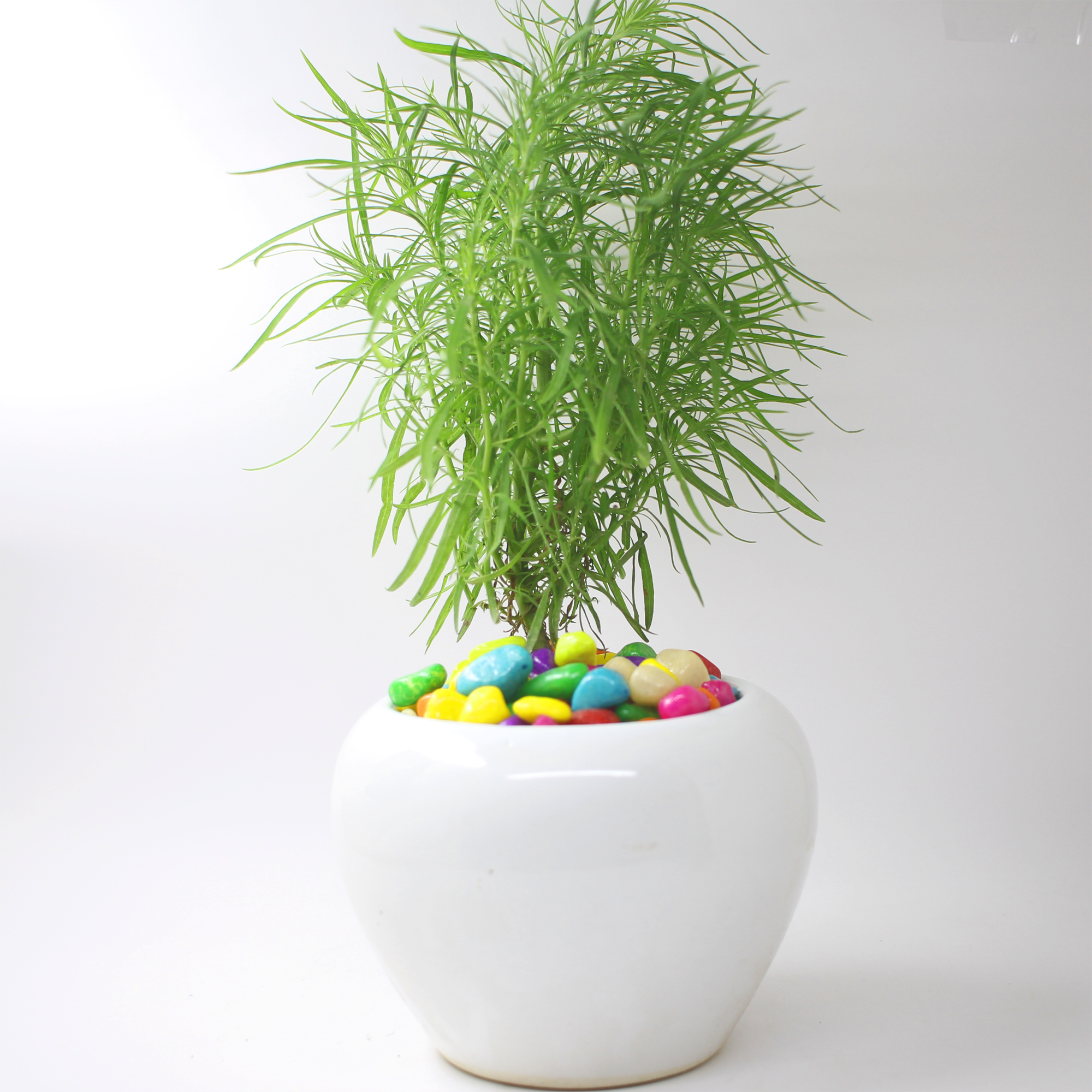 White Apple Cut Ceramic Planter