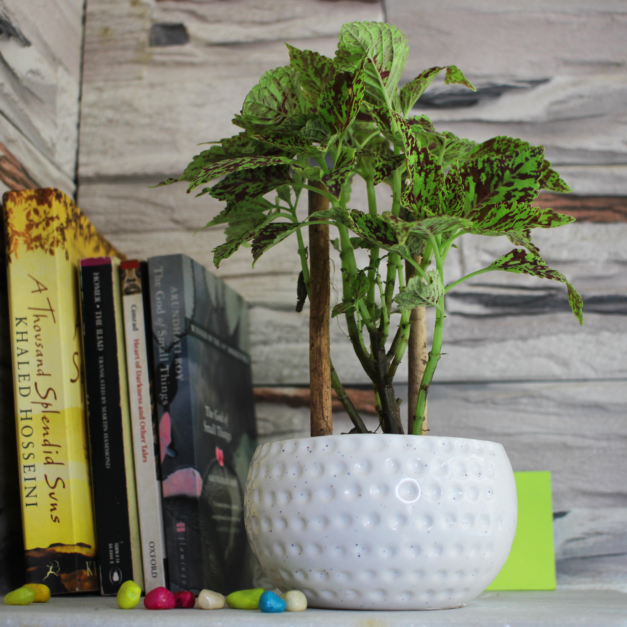 6 (1) Small Dot Ceramic Bowl Planter