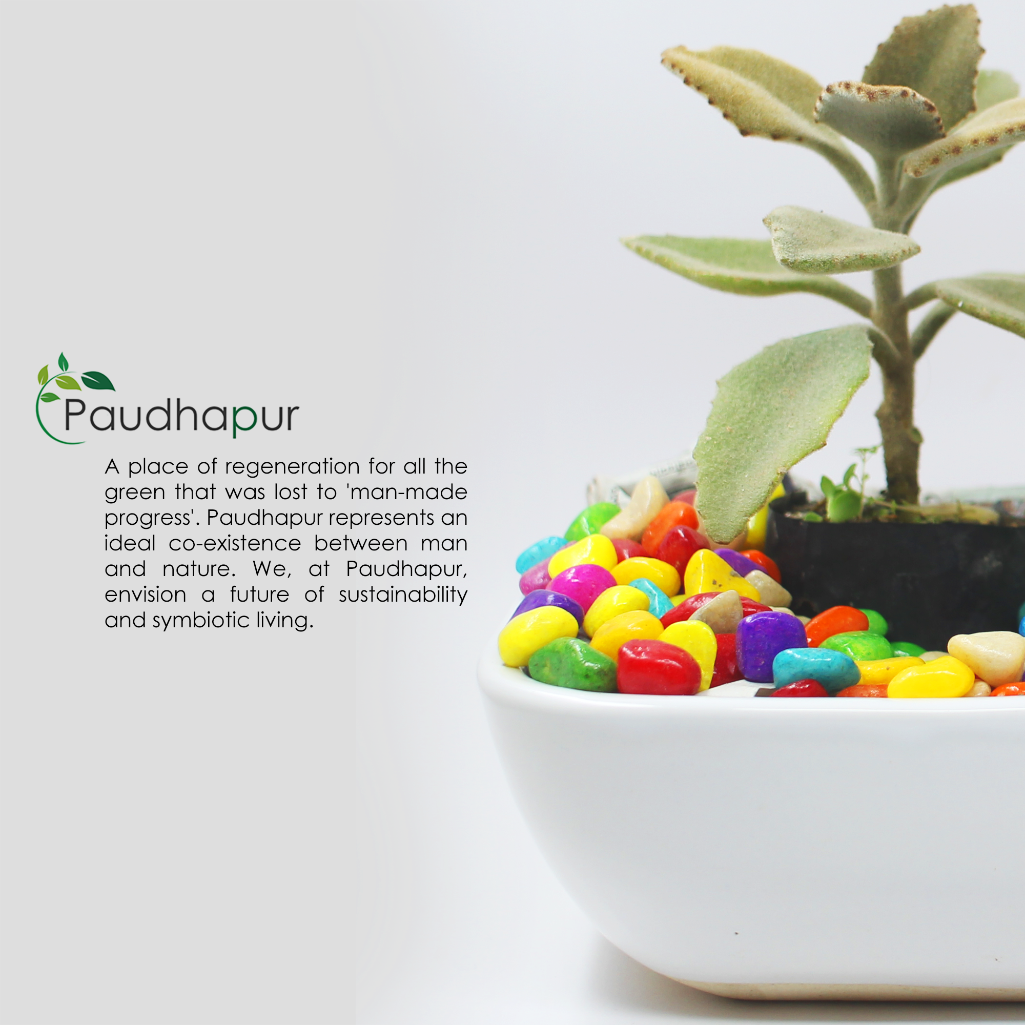 Ceramic Bonsai Large Tray Pot