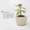 I Love U Ceramic Pot