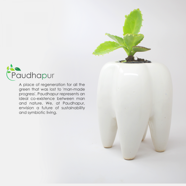 Big Tooth Ceramic Planter