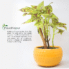 8 (4) Small Dot Ceramic Bowl Planter