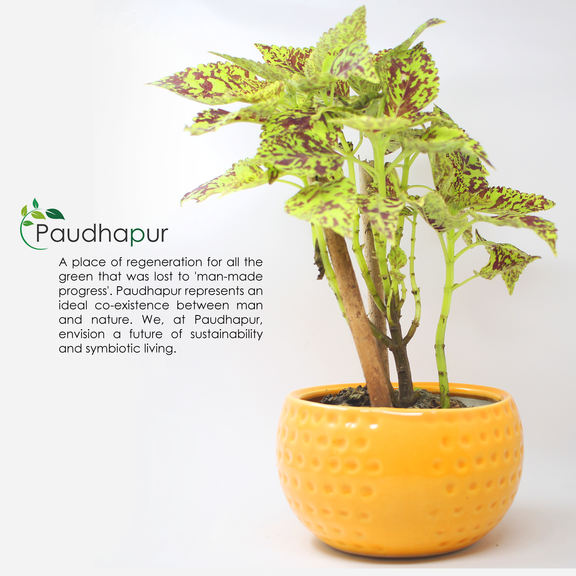 8 (4) Small Dot Ceramic Bowl Planter