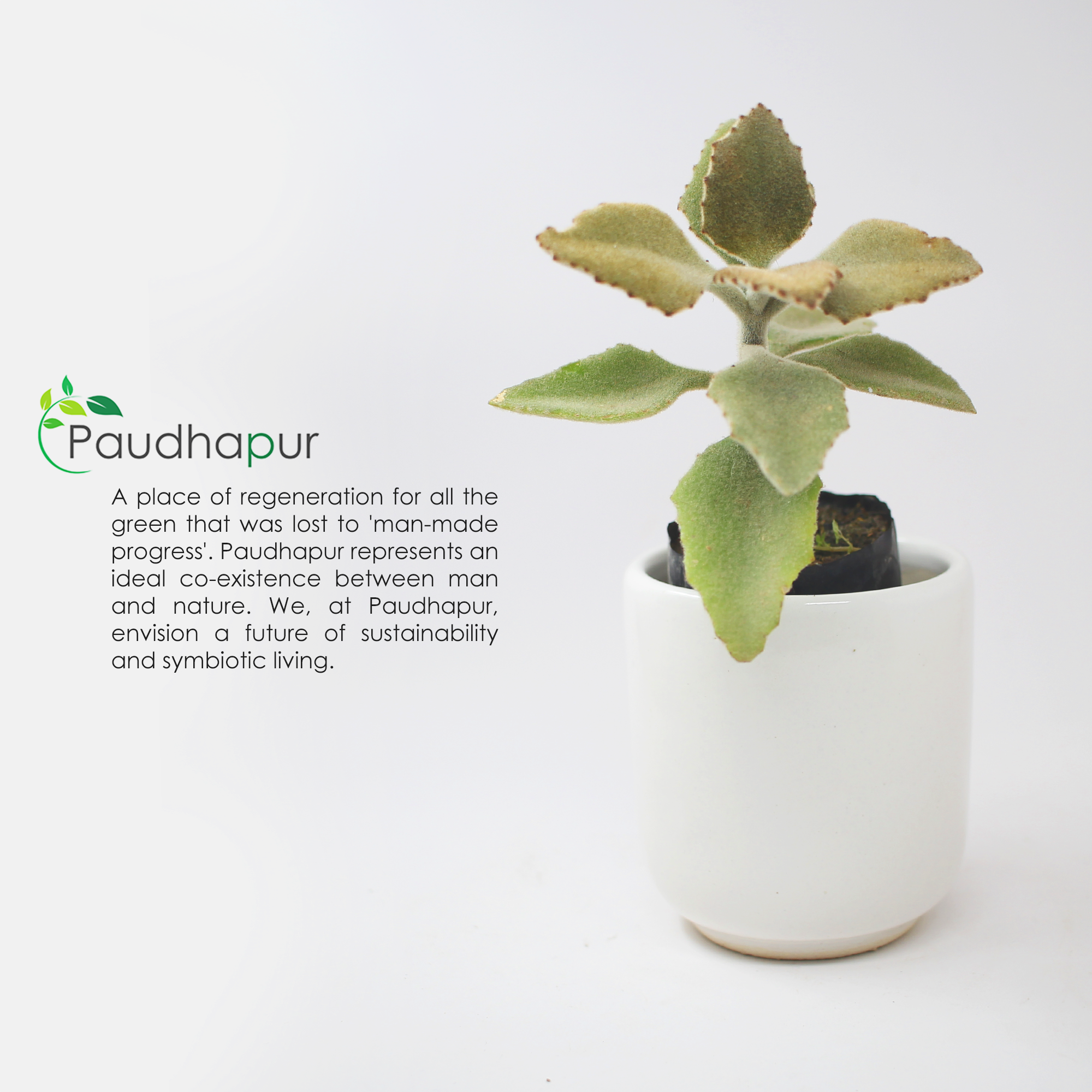 White Japanese Ceremonial Ceramic Planter