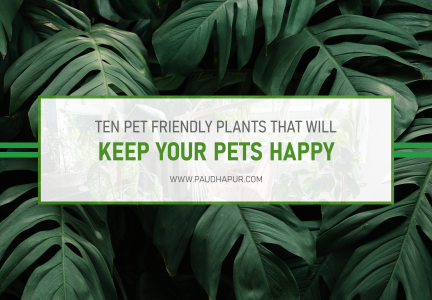 Plants That Are Safe For Pets