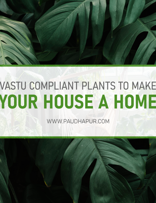 10 Vaastu Compliant Plants To Make The Home A Safe, Healthy and Happy place