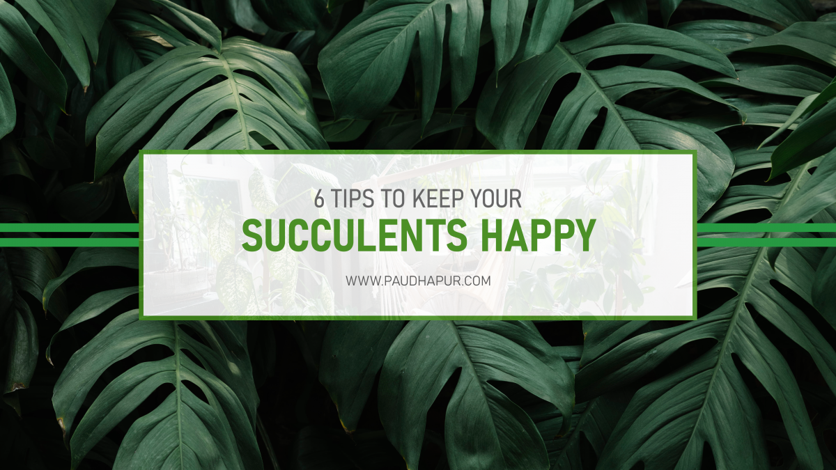 How to keep your succulents happy? Here are 6 most important tips!