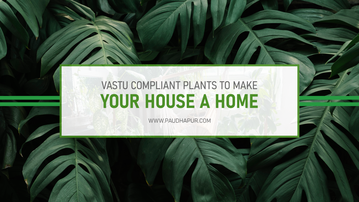 10 Vastu Compliant Plants to Make The Home a Safe, Healthy and Happy Place