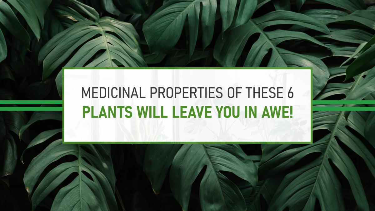 Medicinal properties of these 6 plants will leave you in awe!