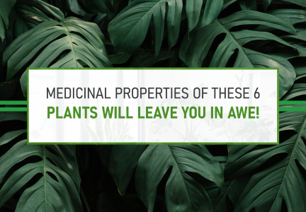 Medicinal properties of these 6 plants will leave you in awe!